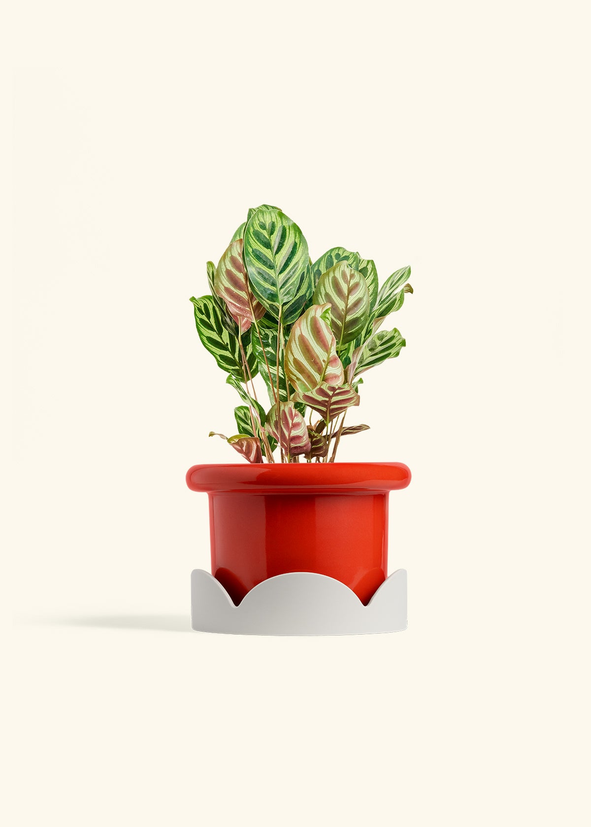 Peacock Plant in a 6 inches Fat Lip Red Planter in a Oat Petal Drip Tray