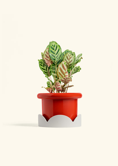 Peacock Plant in a 6 inches Fat Lip Red Planter in a Oat Petal Drip Tray