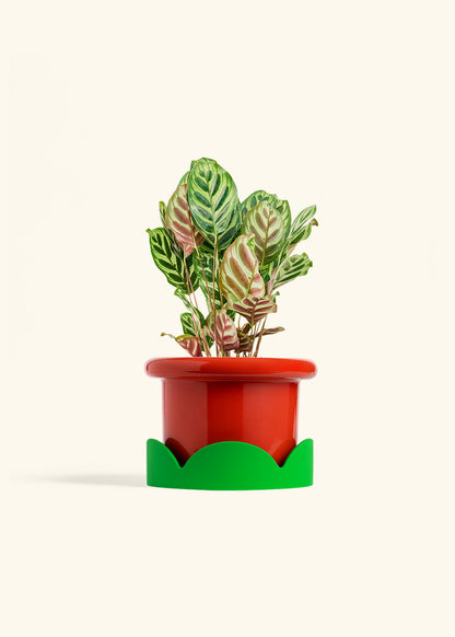 Peacock Plant in a 6 inches Fat Lip Red Planter in a Shamrock Petal Drip Tray