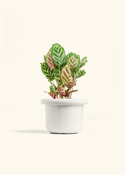 Peacock Plant in a 6 inches Fat Lip White Planter 