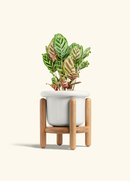 Peacock Plant in a 6 inches Fat Lip White Planter in a Beech Wood Stand
