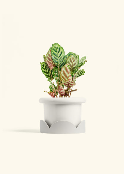 Peacock Plant in a 6 inches Fat Lip White Planter in a Oat Petal Drip Tray