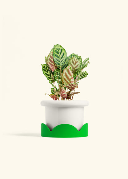 Peacock Plant in a 6 inches Fat Lip White Planter in a Shamrock Petal Drip Tray