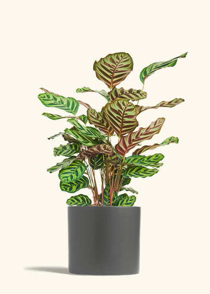 Peacock Plant in a 8 inches Charcoal Classic Cylinder Planter 