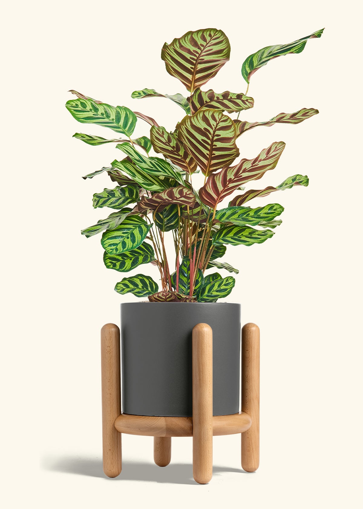 Peacock Plant in a 8 inches Charcoal Classic Cylinder Planter in a Beech Wood Stand