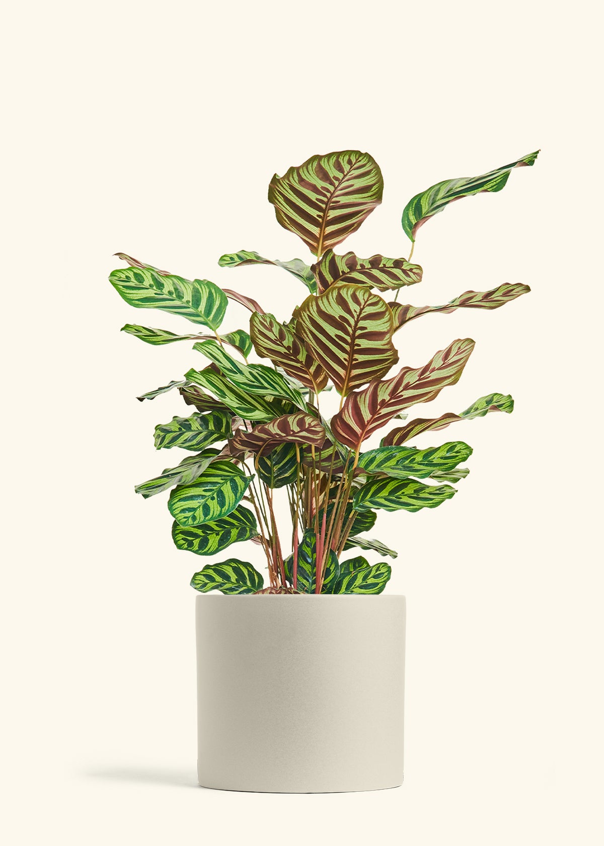 Peacock Plant in a 8 inches Oat Classic Cylinder Planter 