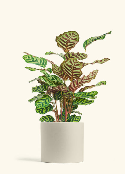 Peacock Plant in a 8 inches Oat Classic Cylinder Planter 