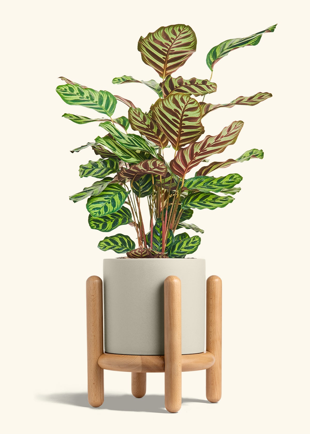 Peacock Plant in a 8 inches Oat Classic Cylinder Planter in a Beech Wood Stand