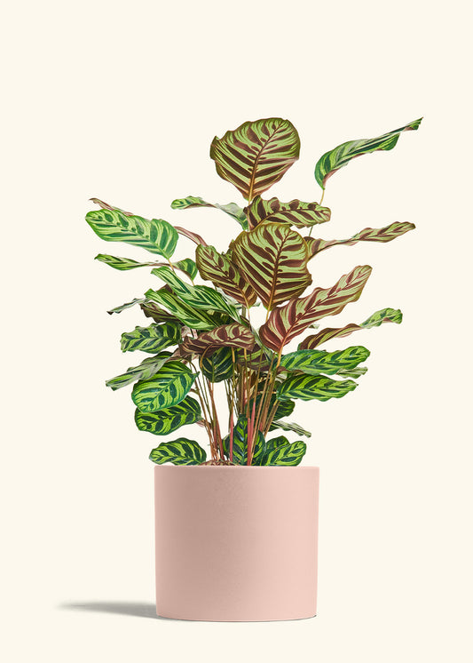 Peacock Plant in a 8 inches Pink Classic Cylinder Planter 