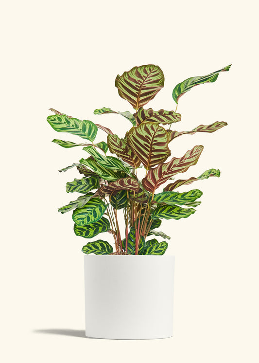 Peacock Plant in a 8 inches White Classic Cylinder Planter 