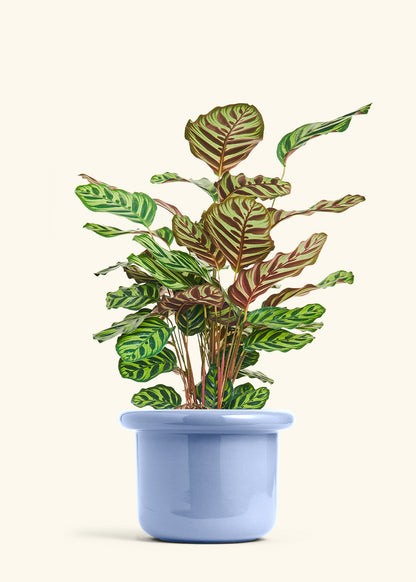 Peacock Plant in a 8 inches Fat Lip Blue Planter 