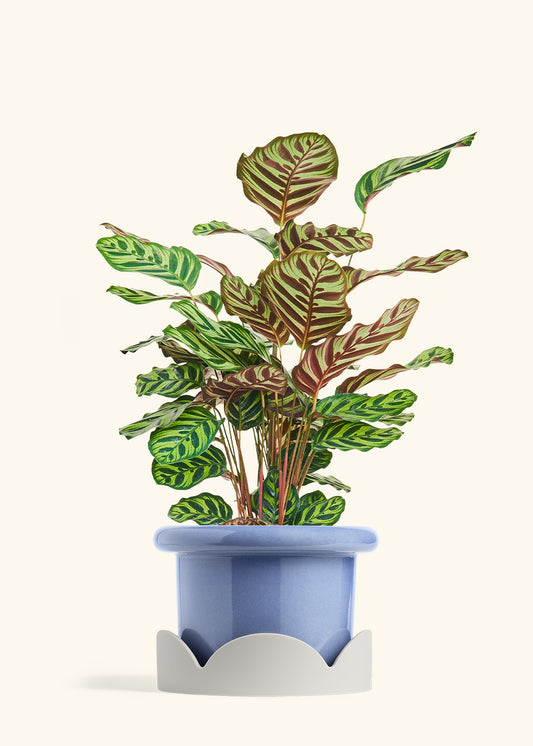 Fat Lip Planter Tray Combo, Cornflower