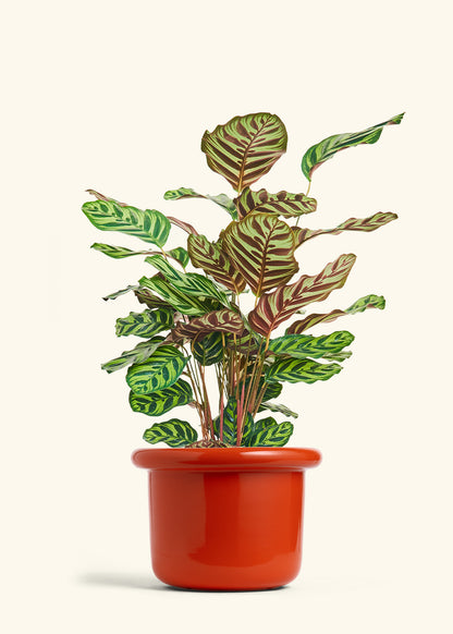 Peacock Plant in a 8 inches Fat Lip Red Planter 