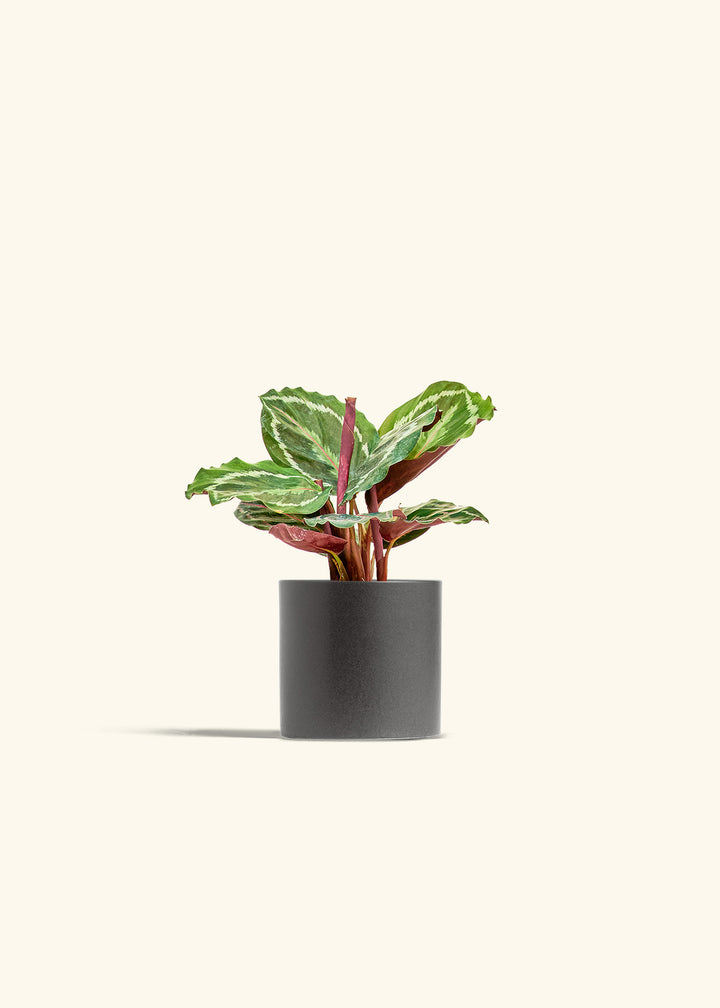 Calathea Medallion in a 4 inches Charcoal Classic Cylinder Planter 