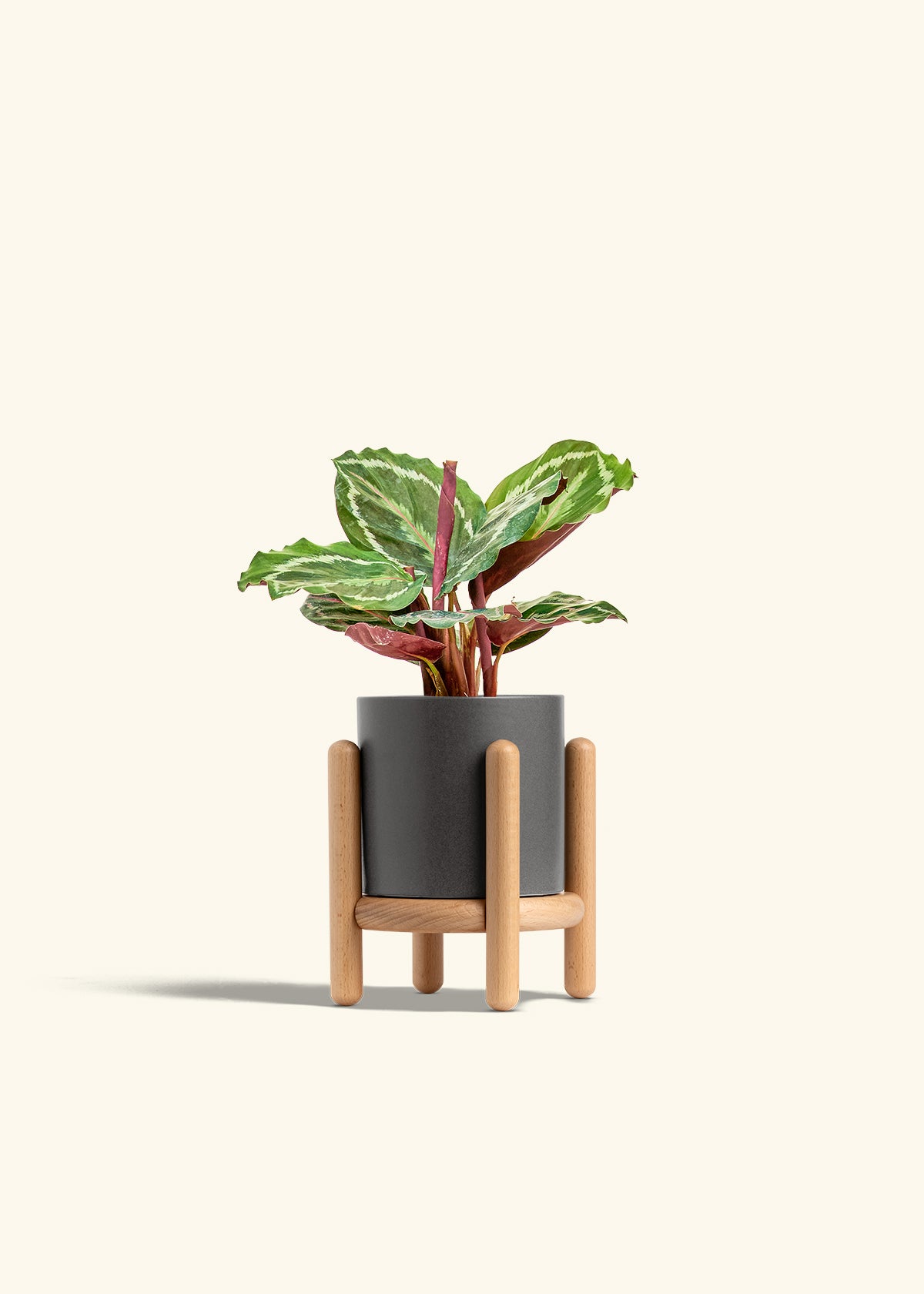 Calathea Medallion in a 4 inches Charcoal Classic Cylinder Planter in a Beech Wood Stand