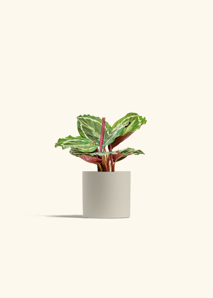Calathea Medallion in a 4 inches Oat Classic Cylinder Planter 