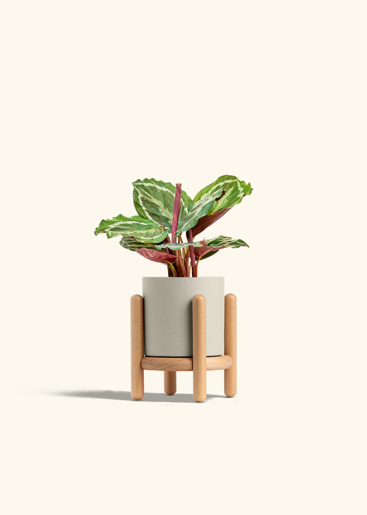Calathea Medallion in a 4 inches Oat Classic Cylinder Planter in a Beech Wood Stand