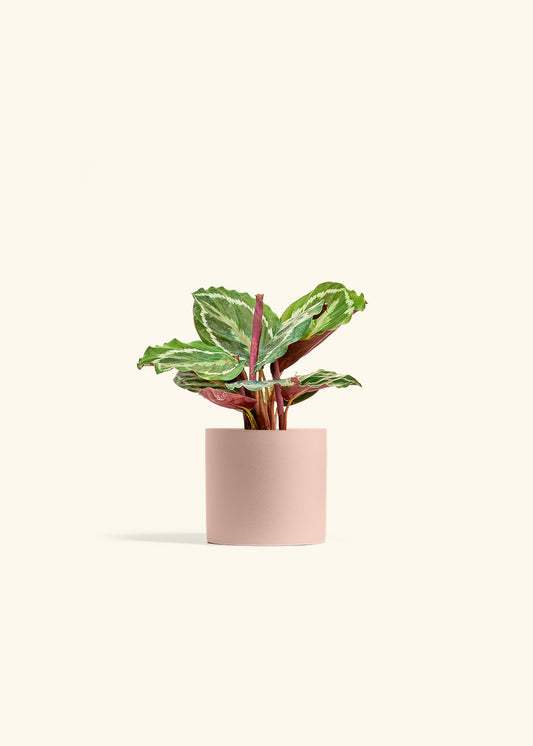 Calathea Medallion in a 4 inches Pink Classic Cylinder Planter 