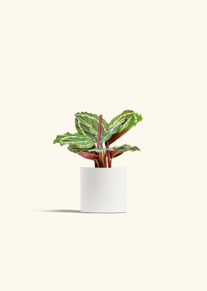 Calathea Medallion in a 4 inches White Classic Cylinder Planter 