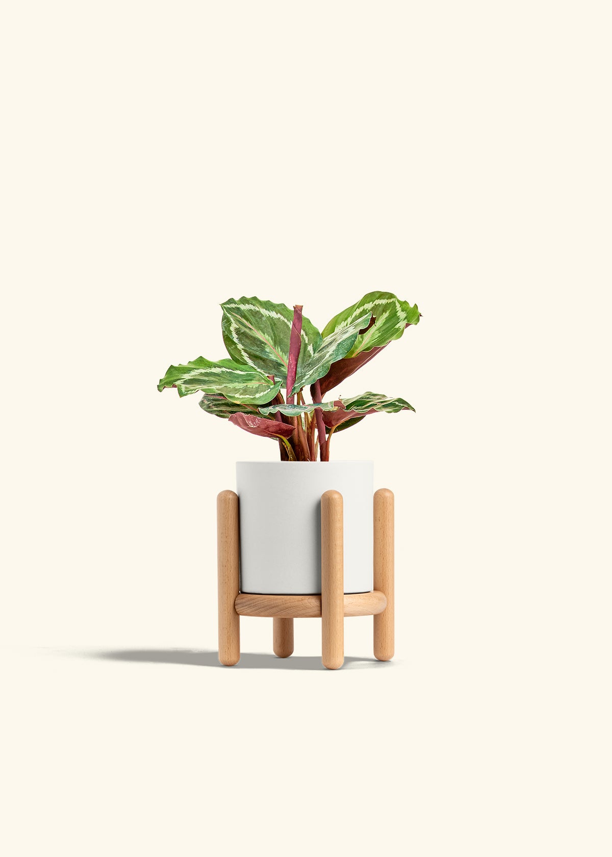 Calathea Medallion in a 4 inches White Classic Cylinder Planter in a Beech Wood Stand