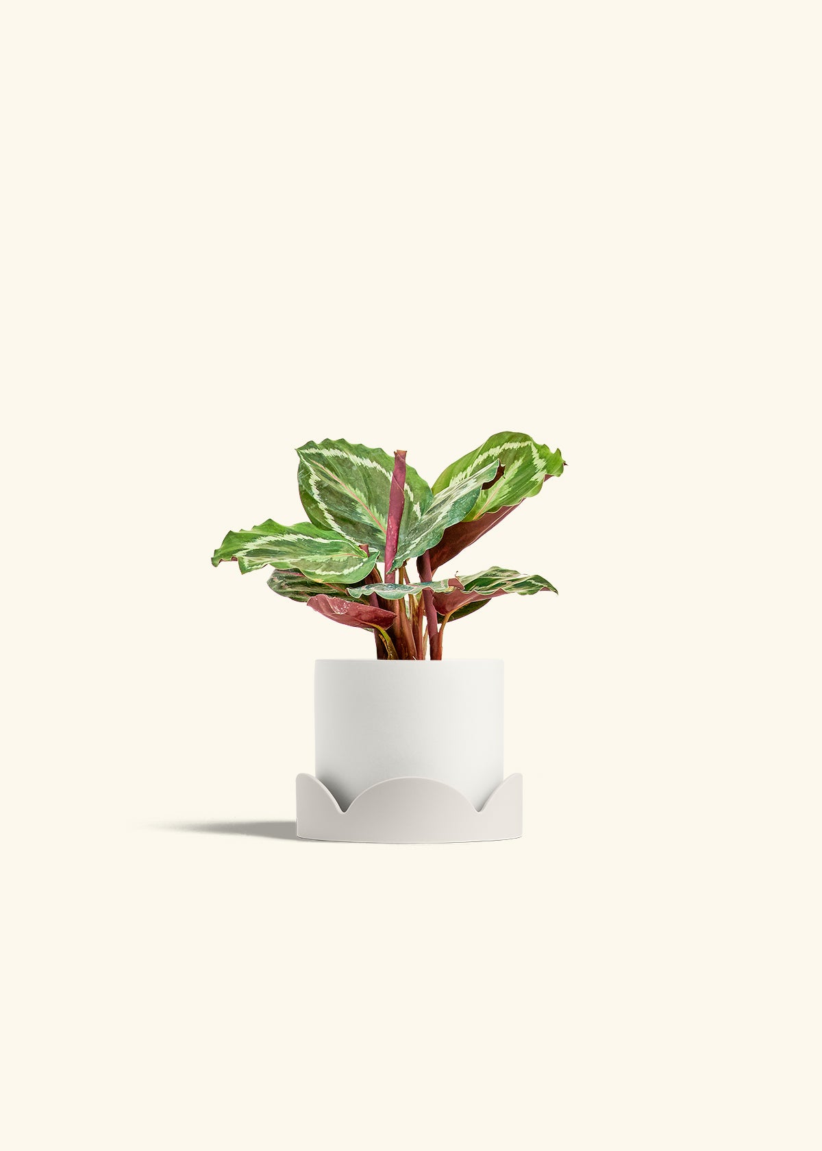 Calathea Medallion in a 4 inches White Classic Cylinder Planter in a Oat Petal Drip Tray
