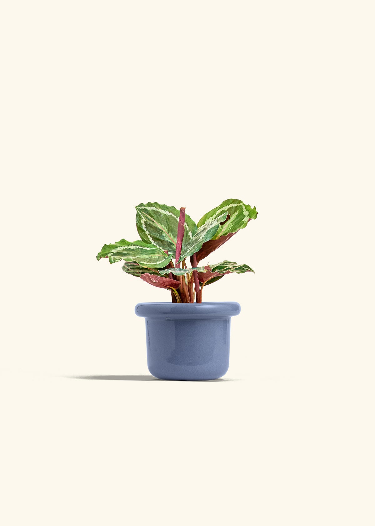 Calathea Medallion in a 4 inches Fat Lip Blue Planter 