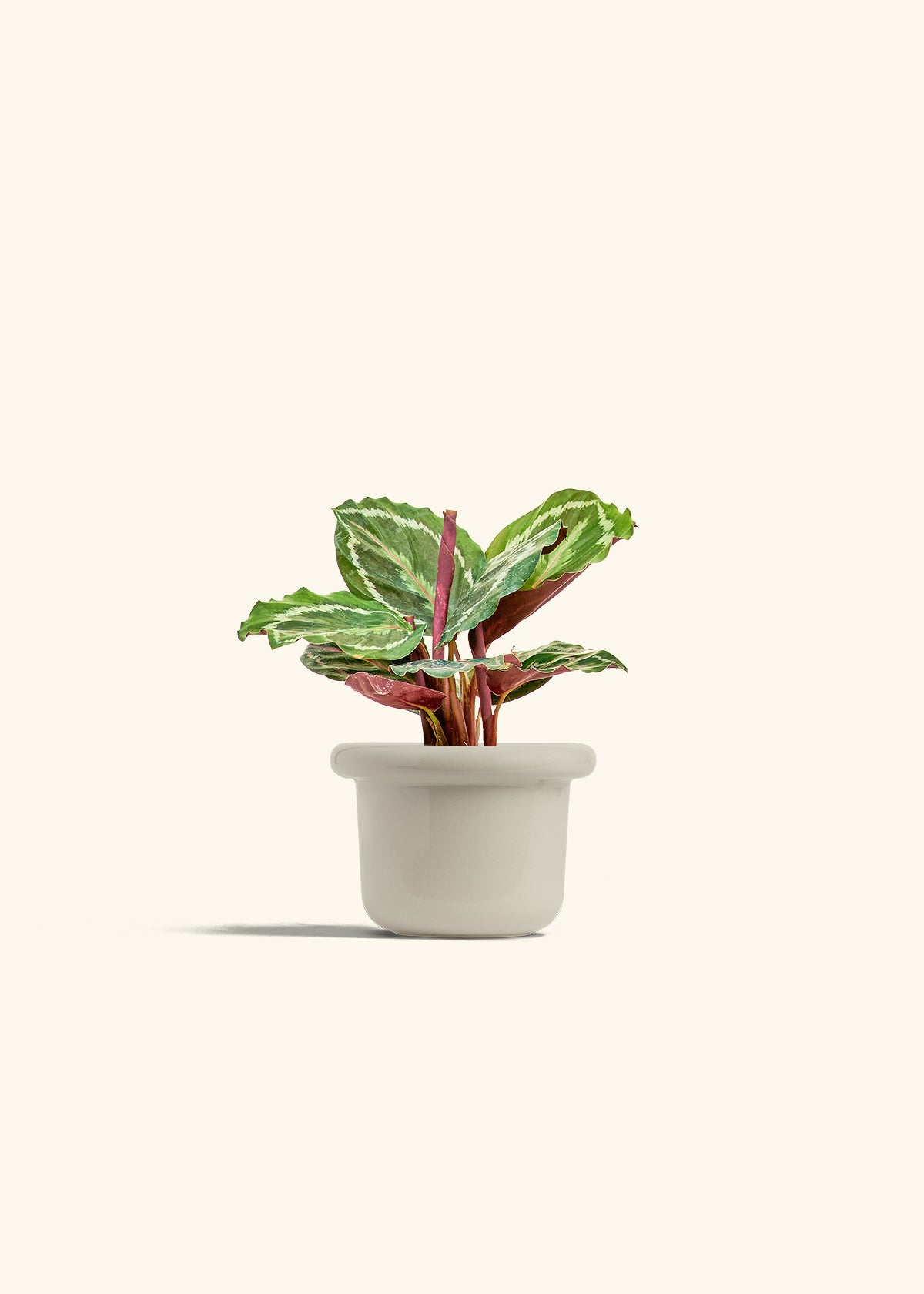 Calathea Medallion in a 4 inches Fat Lip Oat Planter 