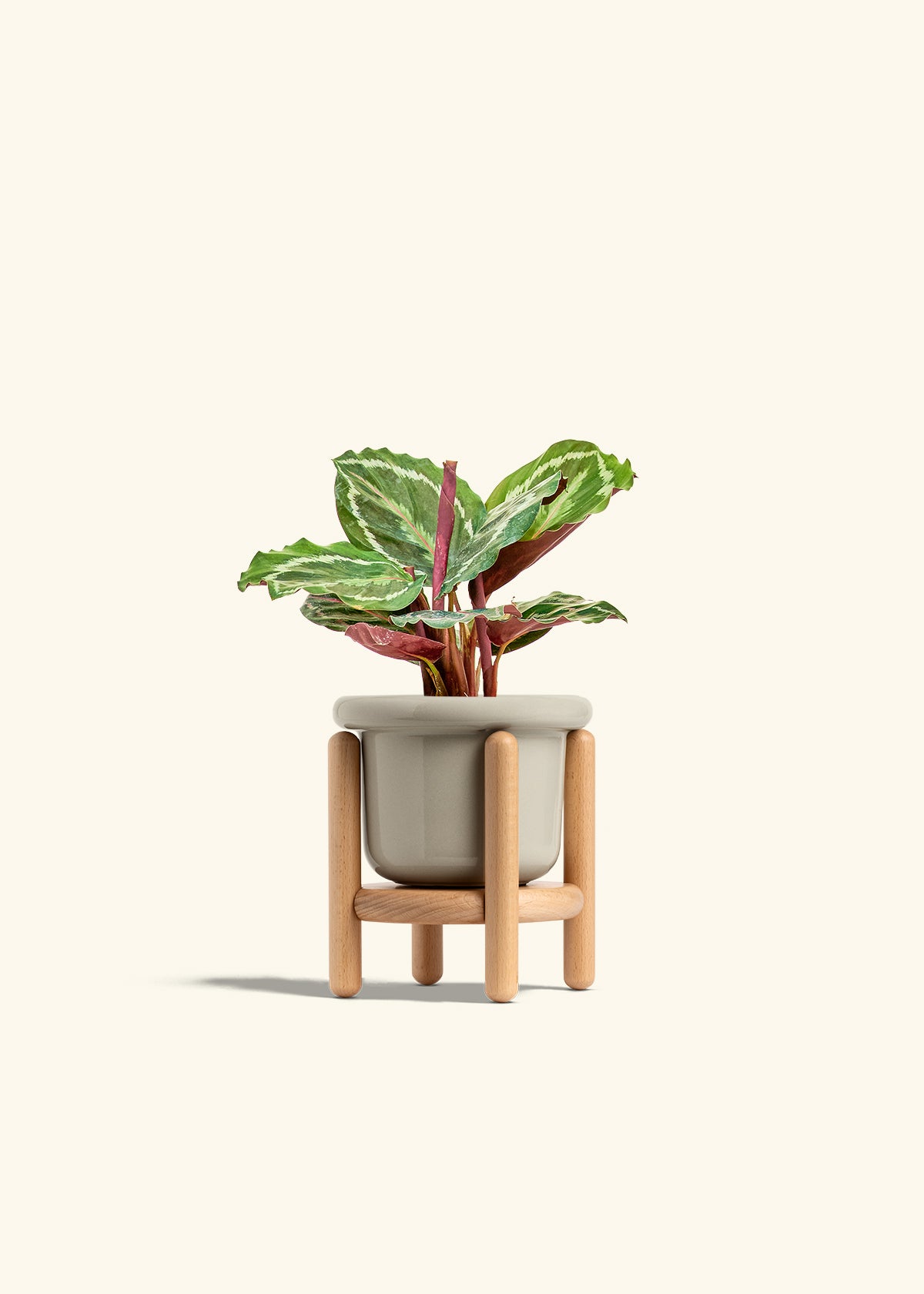 Calathea Medallion in a 4 inches Fat Lip Oat Planter in a Beech Wood Stand