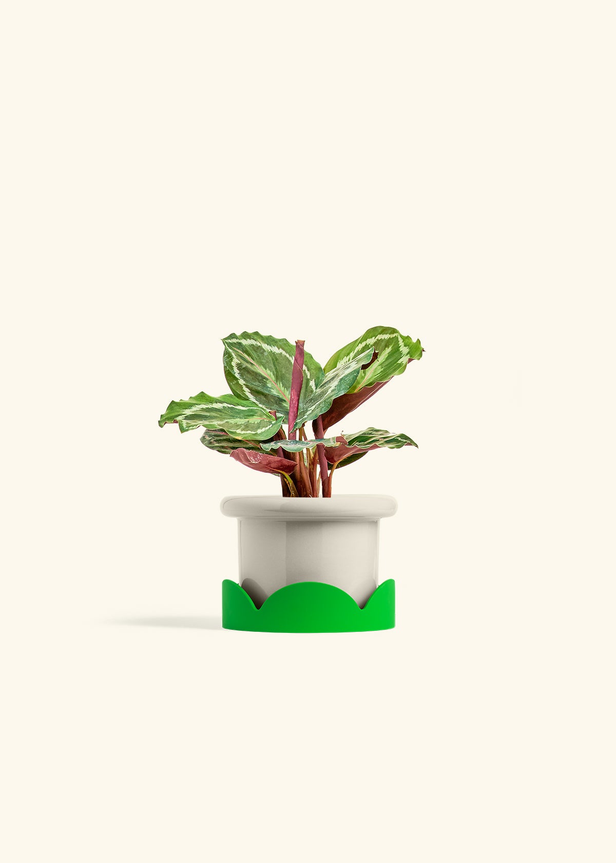 Calathea Medallion in a 4 inches Fat Lip Oat Planter in a Shamrock Petal Drip Tray