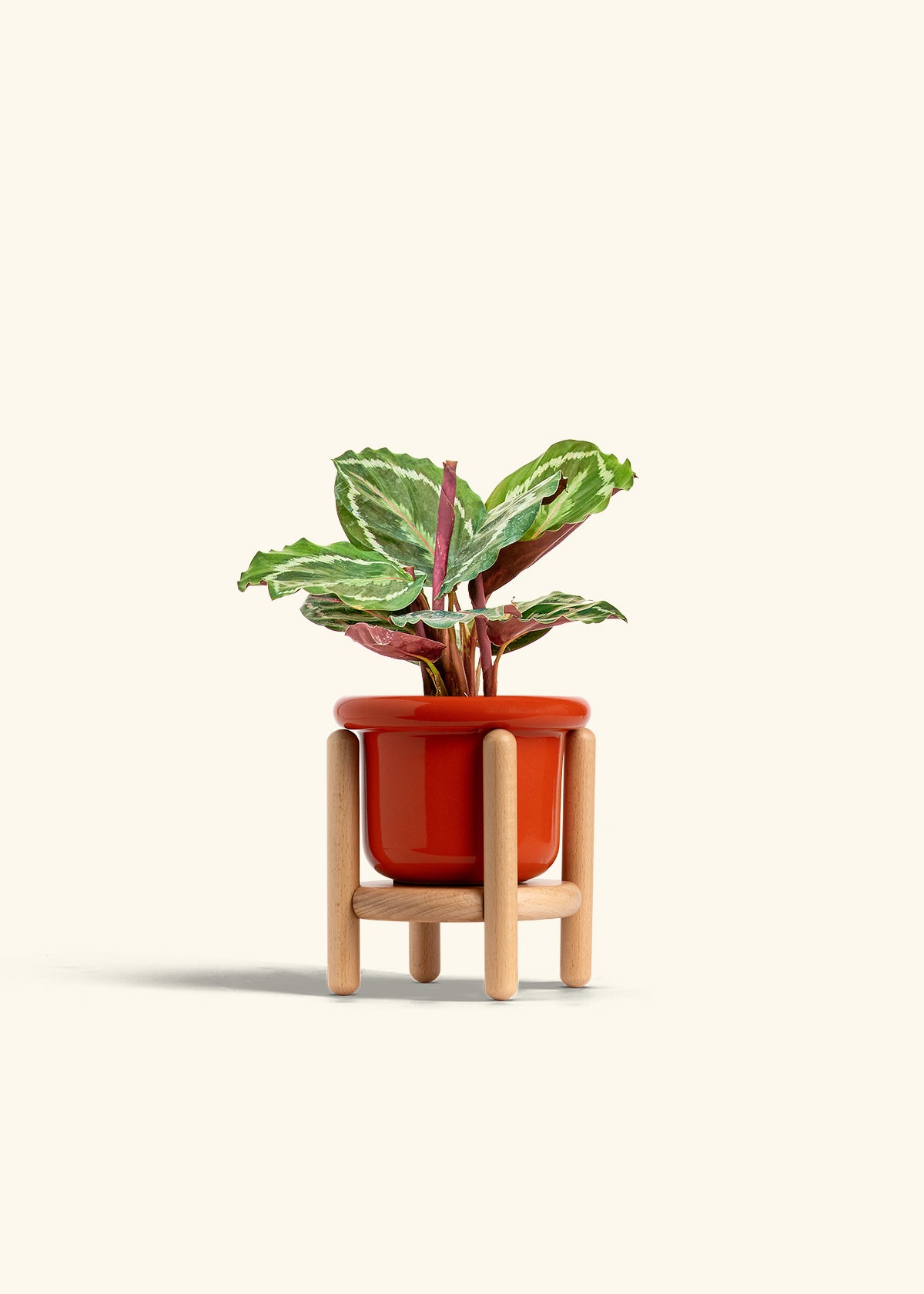 Calathea Medallion in a 4 inches Fat Lip Red Planter in a Beech Wood Stand