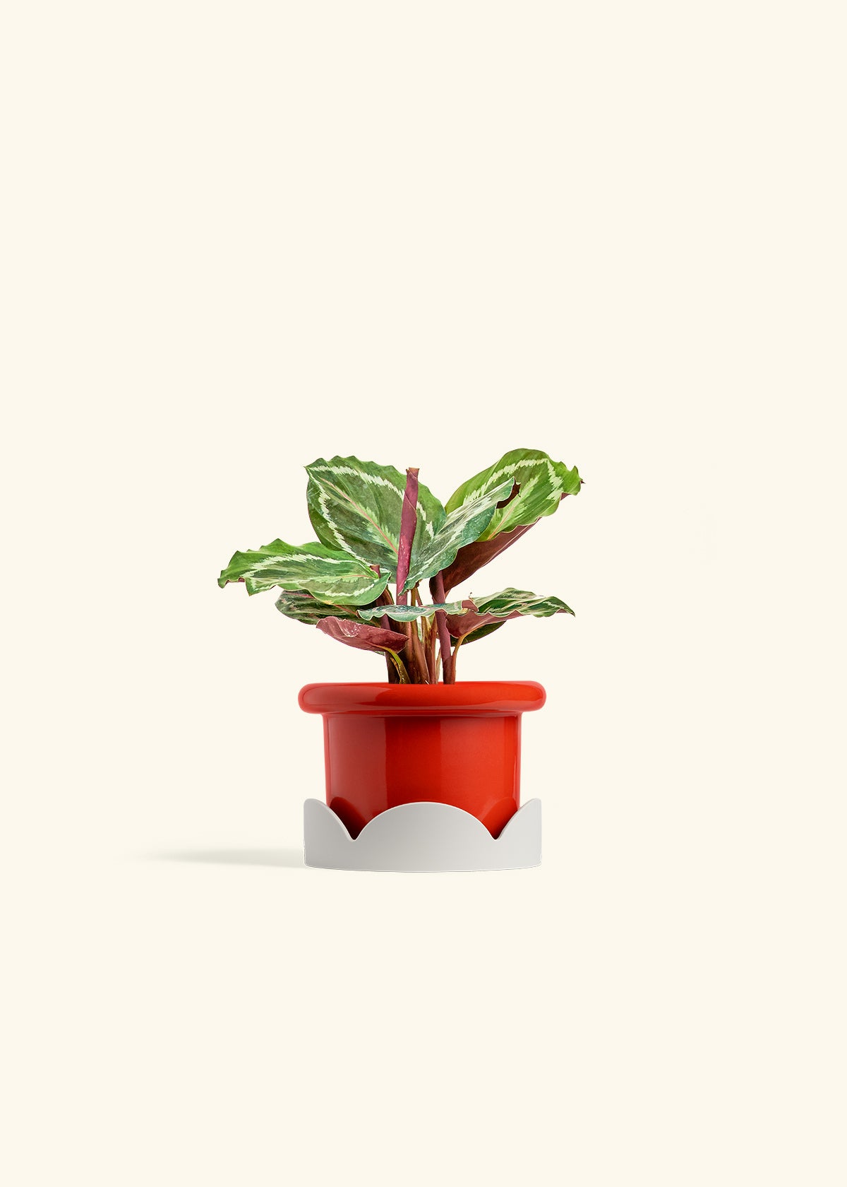 Calathea Medallion in a 4 inches Fat Lip Red Planter in a Oat Petal Drip Tray