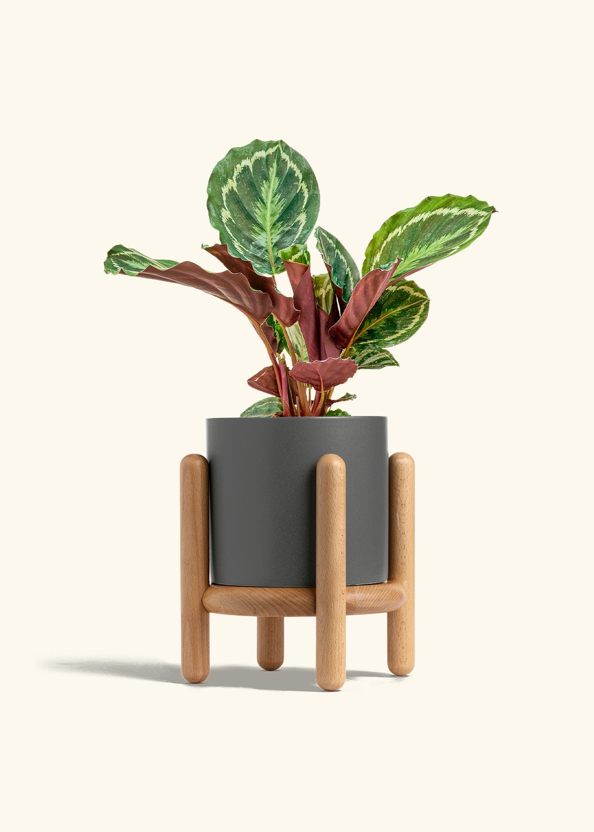 Calathea Medallion in a 6 inches Charcoal Classic Cylinder Planter in a Beech Wood Stand