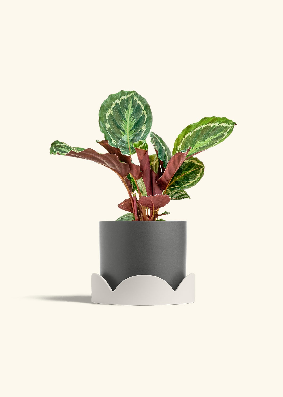 Calathea Medallion in a 6 inches Charcoal Classic Cylinder Planter in a Shamrock Petal Drip Tray