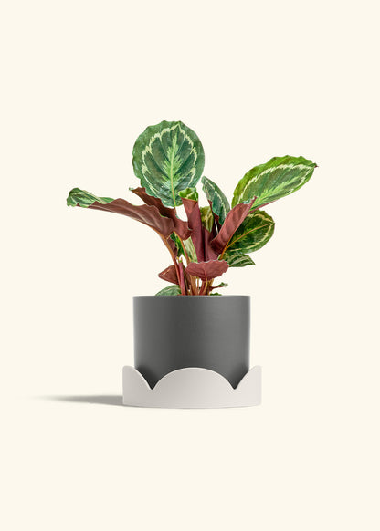 Calathea Medallion in a 6 inches Charcoal Classic Cylinder Planter in a Shamrock Petal Drip Tray