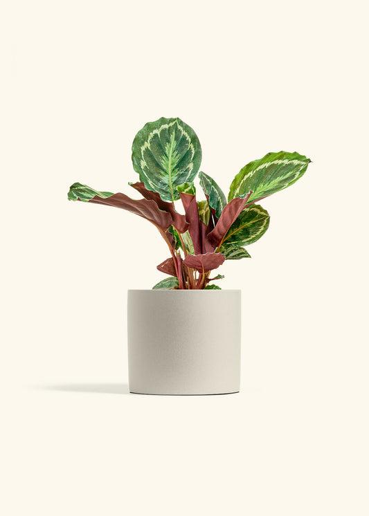 Calathea Medallion in a 6 inches Oat Classic Cylinder Planter 