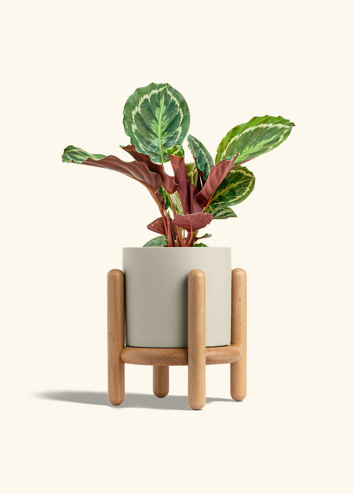 Calathea Medallion in a 6 inches Oat Classic Cylinder Planter in a Beech Wood Stand