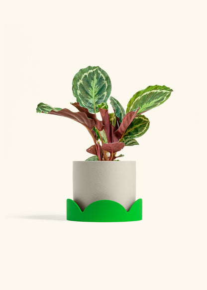 Calathea Medallion in a 6 inches Oat Classic Cylinder Planter in a Shamrock Petal Drip Tray
