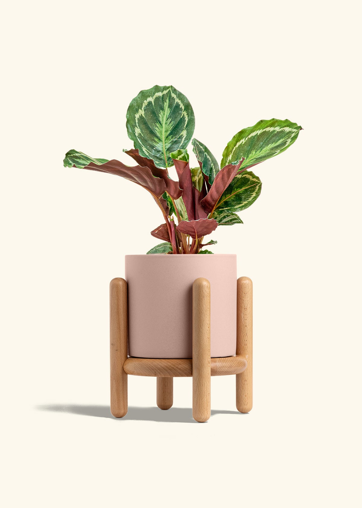 Calathea Medallion in a 6 inches Pink Classic Cylinder Planter in a Beech Wood Stand