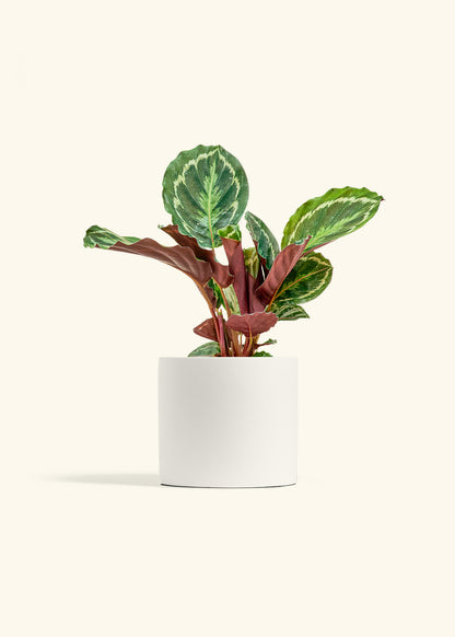 medallion prayer plant Calathea Medallion – Hey Rooted