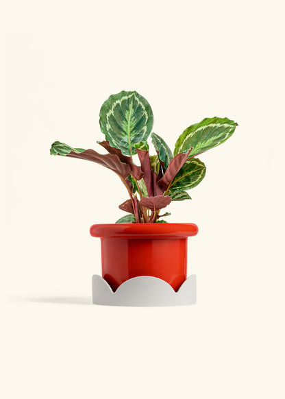 Calathea Medallion in a 6 inches Fat Lip Oat Planter in a Oat Petal Drip Tray