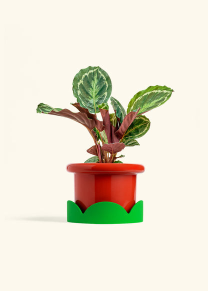 Calathea Medallion in a 6 inches Fat Lip Oat Planter in a Shamrock Petal Drip Tray