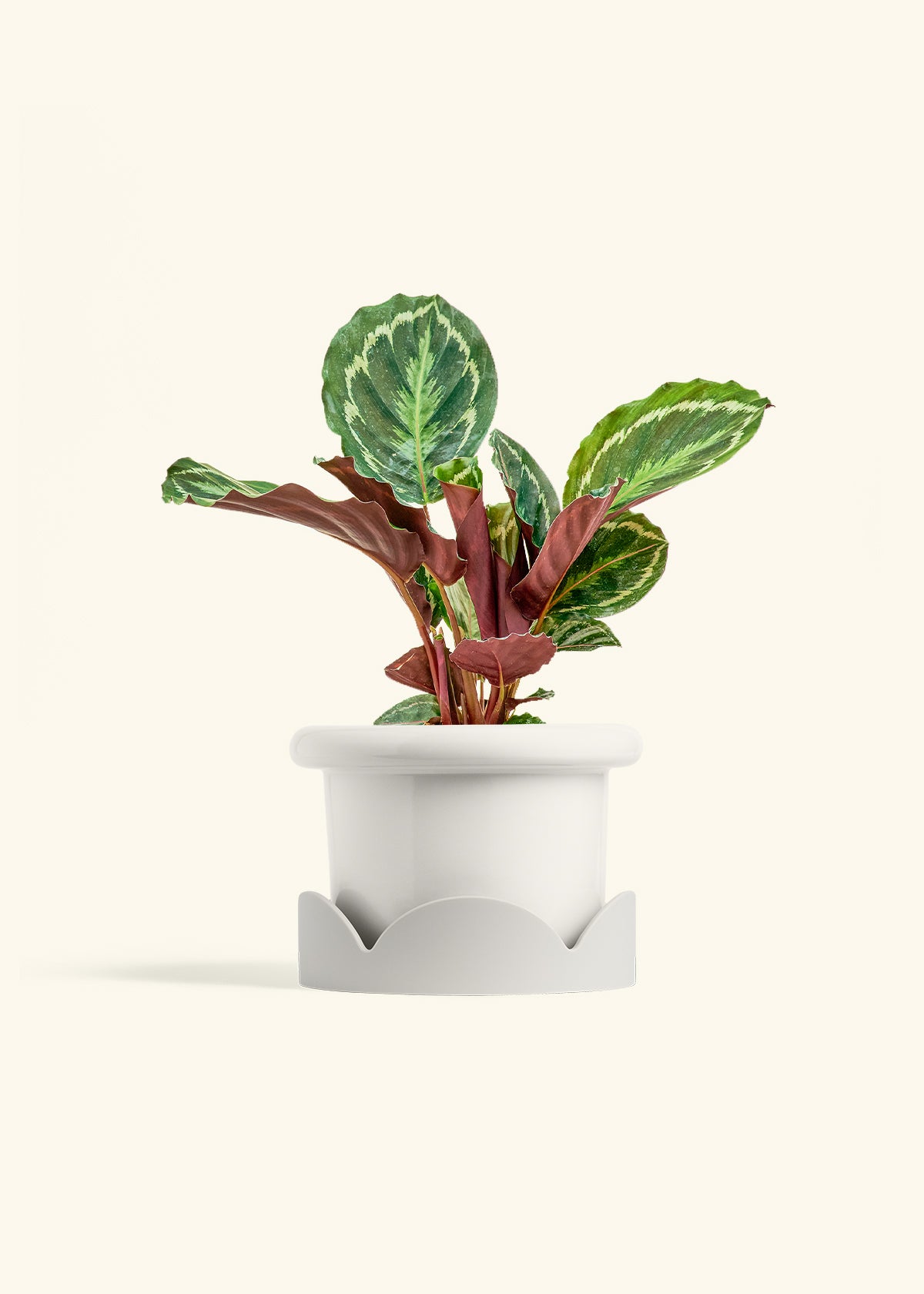Calathea Medallion in a 6 inches Fat Lip White Planter in a Oat Petal Drip Tray