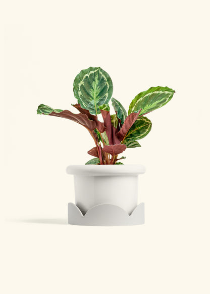 Calathea Medallion in a 6 inches Fat Lip White Planter in a Oat Petal Drip Tray