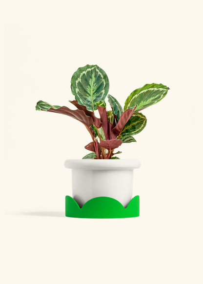 Calathea Medallion in a 6 inches Fat Lip White Planter in a Shamrock Petal Drip Tray