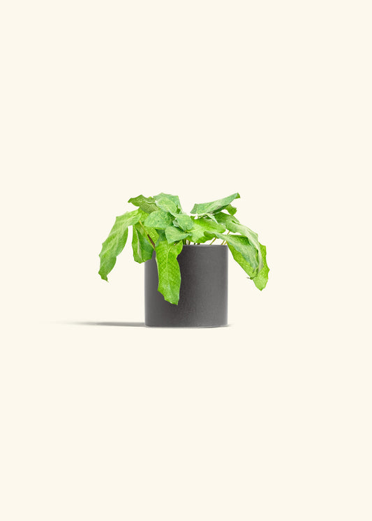 Calathea Musaica in a 4 inches Charcoal Classic Cylinder Planter 