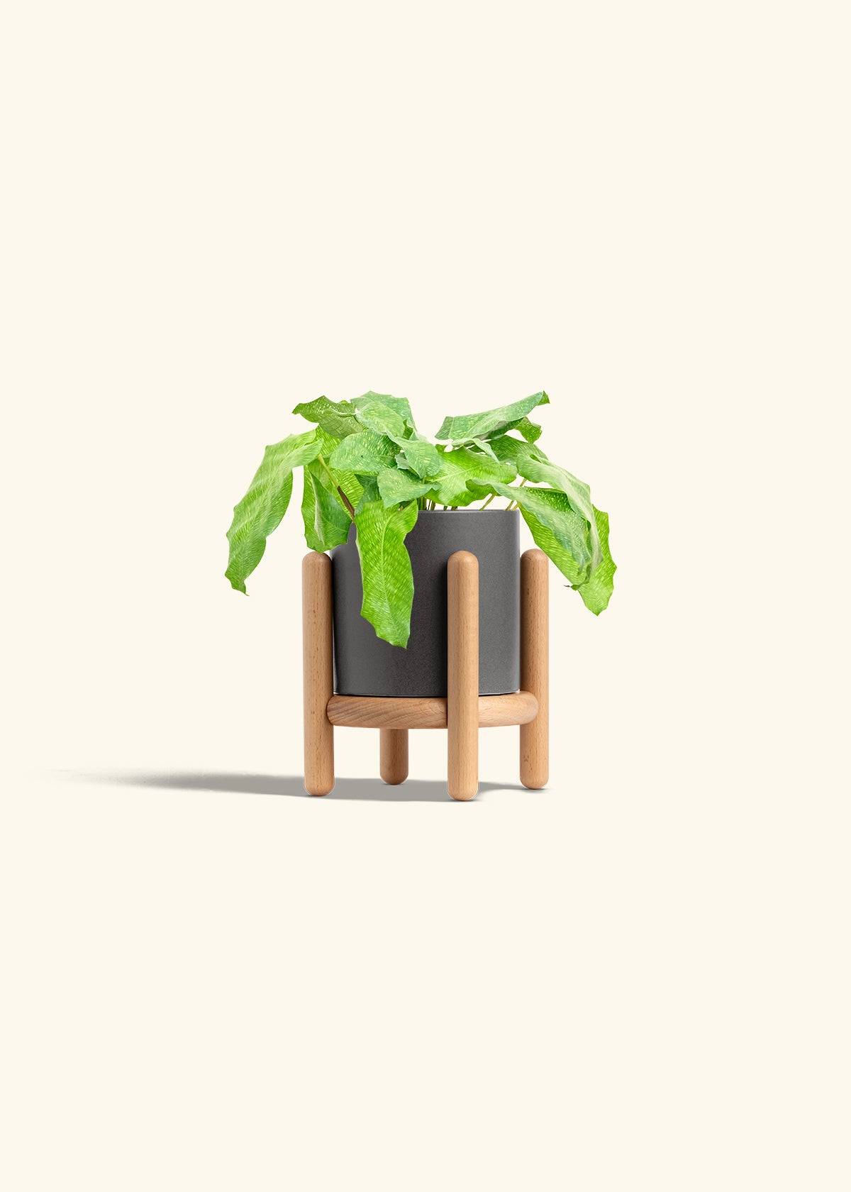 Calathea Musaica in a 4 inches Charcoal Classic Cylinder Planter in a Beech Wood Stand