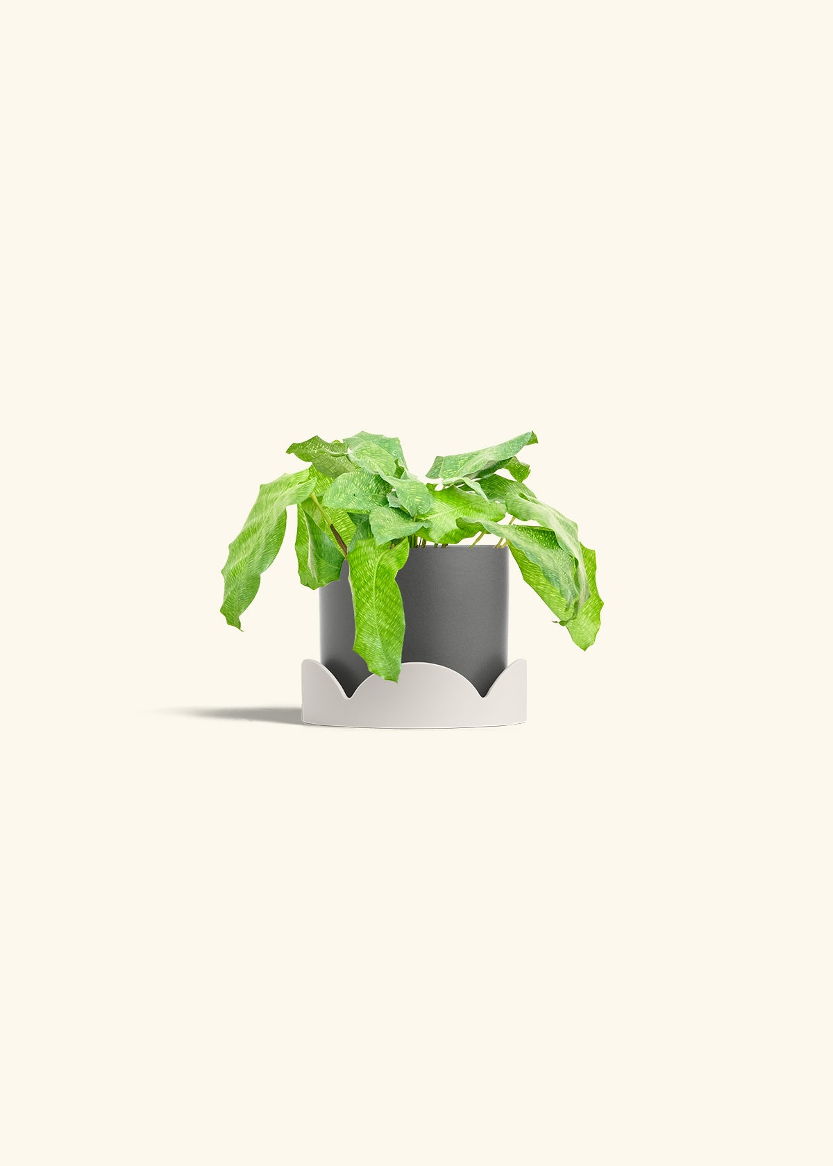 Calathea Musaica in a 4 inches Charcoal Classic Cylinder Planter in a Oat Petal Drip Tray