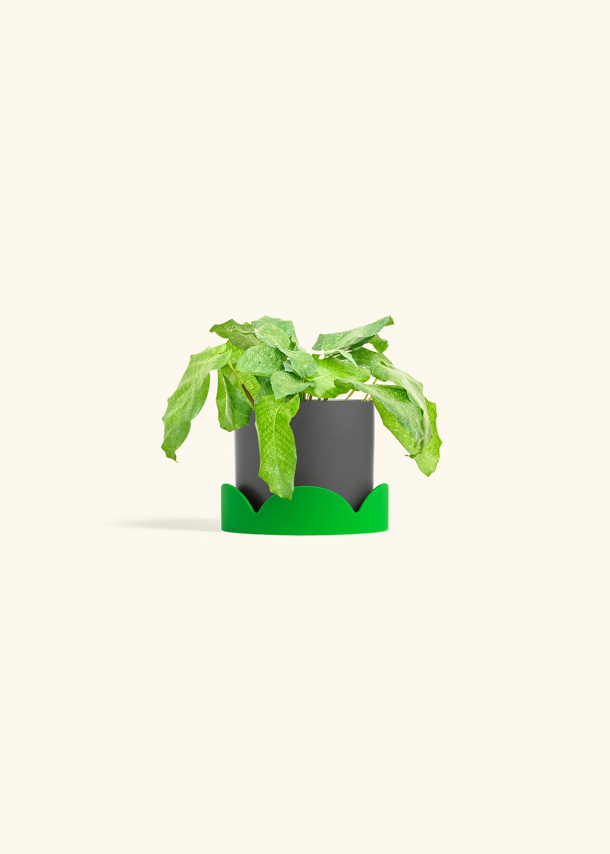 Calathea Musaica in a 4 inches Charcoal Classic Cylinder Planter in a Shamrock Petal Drip Tray