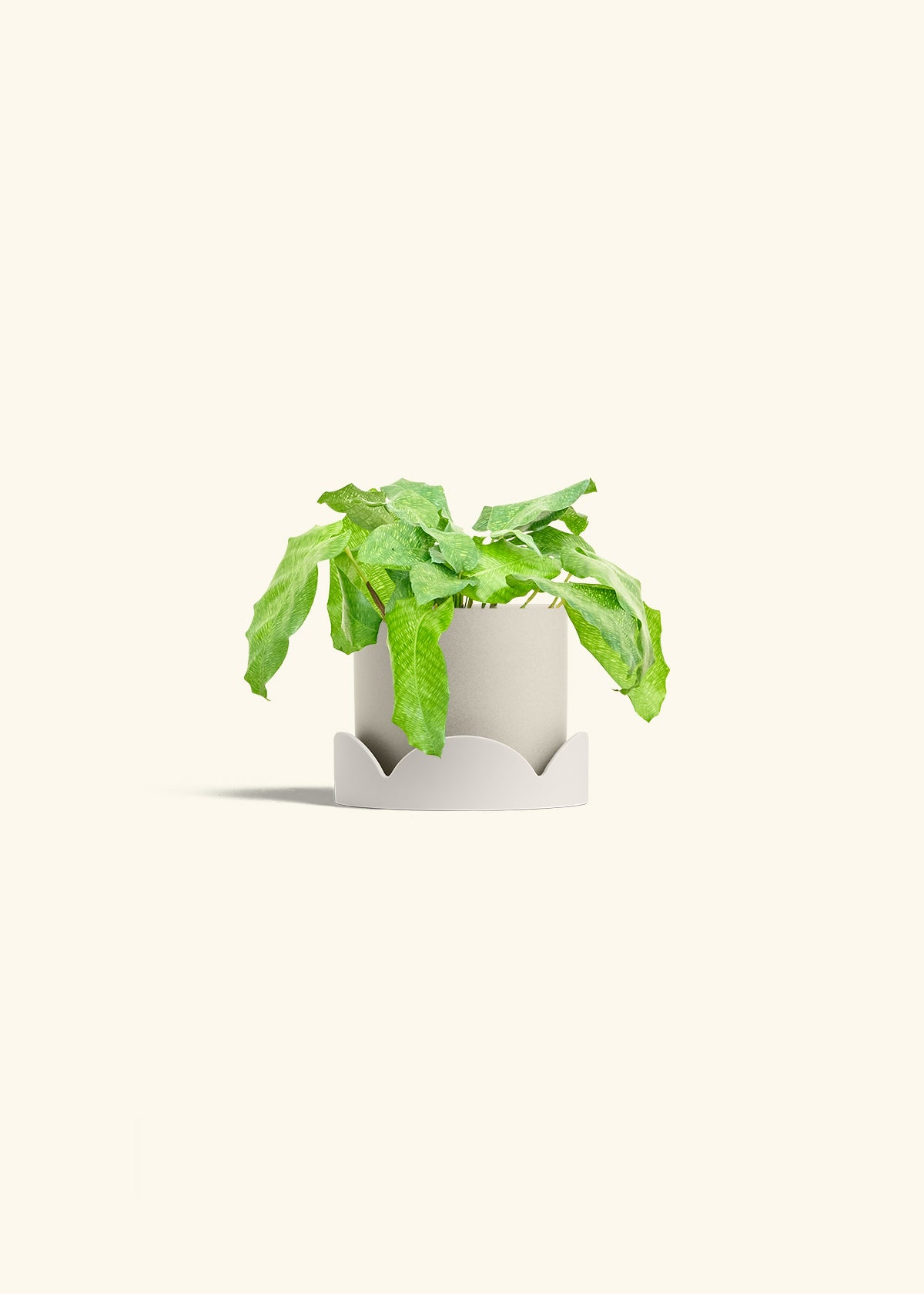 Calathea Musaica in a 4 inches Oat Classic Cylinder Planter in a Oat Petal Drip Tray