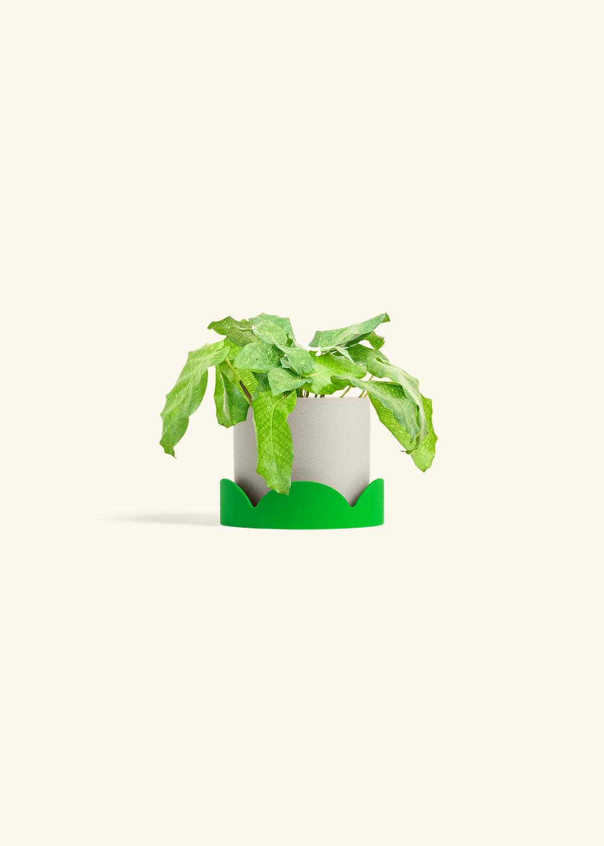 Calathea Musaica in a 4 inches Oat Classic Cylinder Planter in a Shamrock Petal Drip Tray